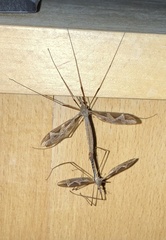 Acutipula