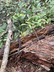 Sistrurus miliarius barbouri