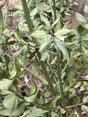 Ruscus aculeatus