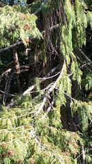 Cupressus nootkatensis