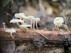Marasmius rotula