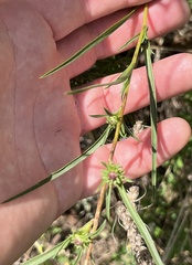 Eurybia hemispherica