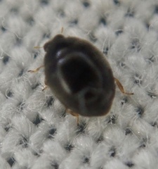 Stethorus pusillus