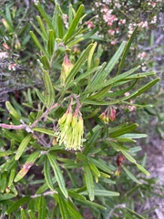 Leionema viridiflorum