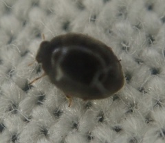 Stethorus pusillus