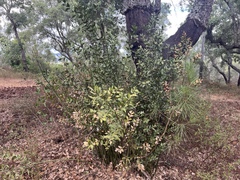 Ruscus aculeatus