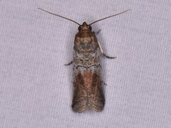 Chararica hystriculella