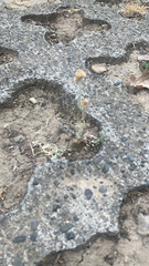 Helichrysum luteoalbum