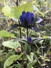 Gentiana clausa