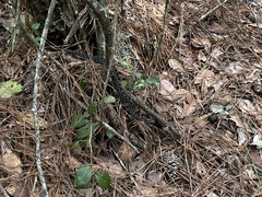 Sistrurus miliarius barbouri