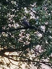 Columba palumbus palumbus