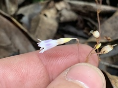 Apteria aphylla