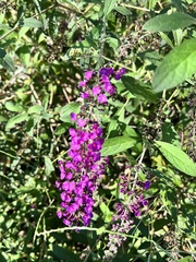 Buddleja