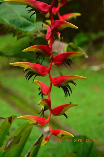 Heliconia platystachys