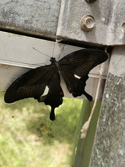 Papilio helenus