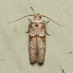 Blastobasis glandulella