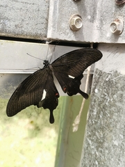 Papilio helenus