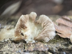 Crepidotus