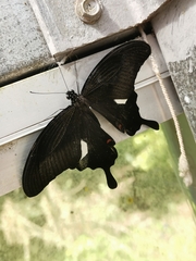 Papilio helenus