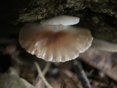 Crepidotus