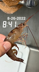 Rimapenaeus constrictus