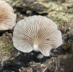 Crepidotus