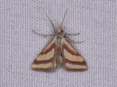 Microtheoris vibicalis