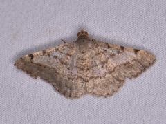 Frederickia nigricomma