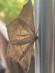 Prochoerodes lineola