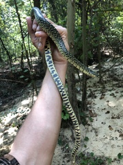 Lampropeltis holbrooki