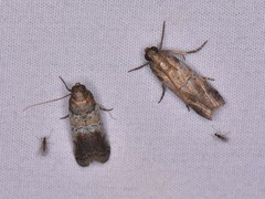 Chararica hystriculella