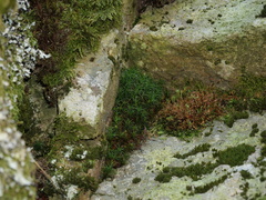 Polytrichastrum alpinum