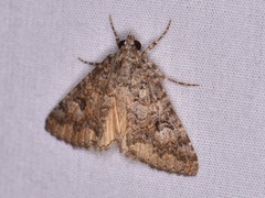 Eubolina impartialis