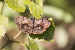Helias phalaenoides