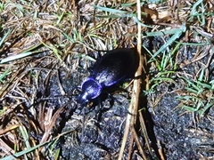 Carabus problematicus