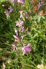 Chamaenerion colchicum