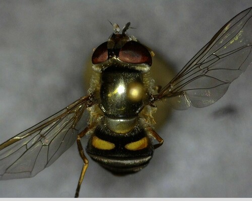 iNaturalist observation photo of Hover Flies