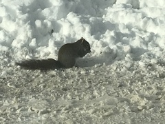 Sciurus carolinensis