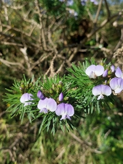 Psoralea