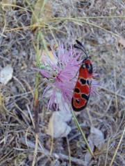 Zygaena fausta