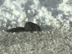 Sciurus carolinensis