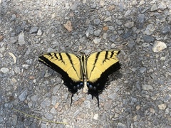 Papilio multicaudata