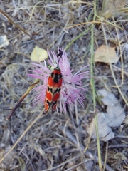 Zygaena fausta