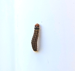 Homoeosoma electella