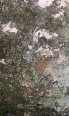 Andreaeobryum macrosporum