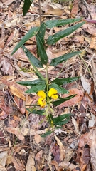 Podolobium ilicifolium