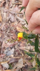 Podolobium ilicifolium