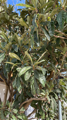 Eriobotrya japonica