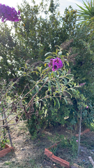 Buddleja davidii