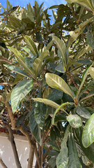 Eriobotrya japonica